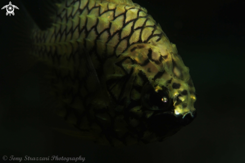 A Pineapple fish