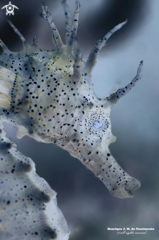 A Hippocampus | Seahorse