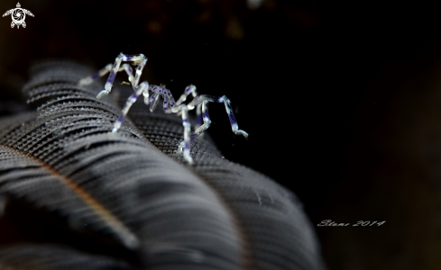 A Sea spider