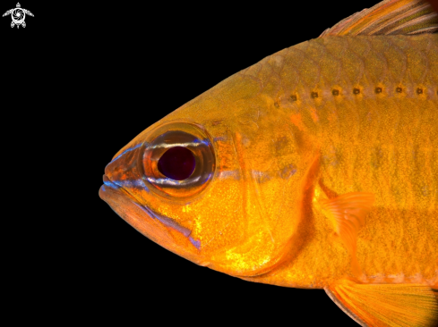 A Ringtailed Cardinal Fish