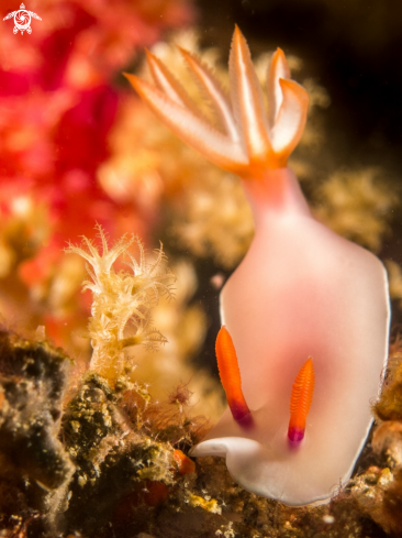 A Hypselodoris Nudibranch