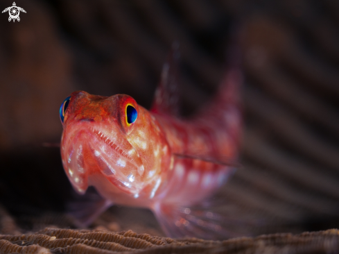 A Synodus variegatus | Reef Lizardfish