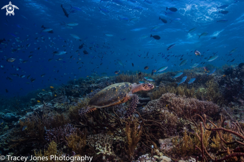 A Hawksbill Turtle