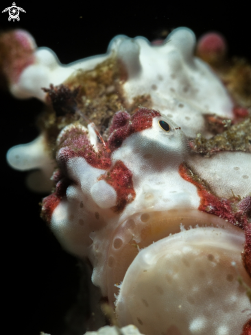 A Antennarius pictus | Painted Frogfish - Cream Phase
