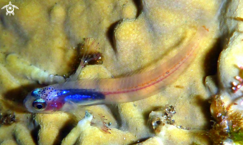 A transparent fish