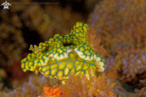 A Miamira sinuatum | Nudibranche