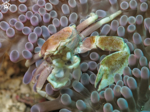 A Anemone porcelain crab