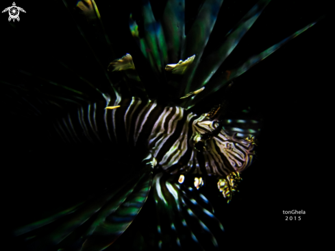 A Lion Fish