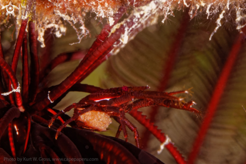 A Crinoid Squat Lobster