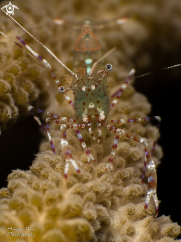 A Spotted Cleaner Shrimp