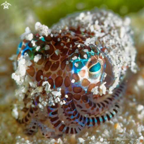 A Boptail Squid