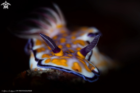 A Nudibranco