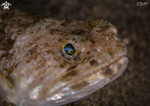 A Il pesce lucertola