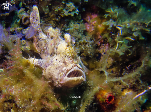 A Frog Fish