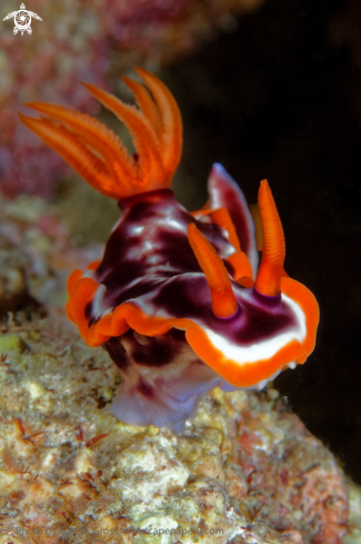 A Chromodoris magnifica | Nudibranche