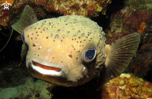 A Porcupine Fish