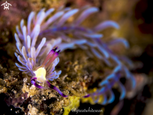 A Pteraeolidia ianthina | Nudibranch