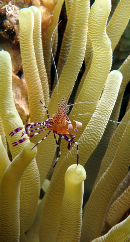 A Cleaner Shrimp