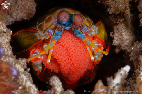 A Mantis shrimp