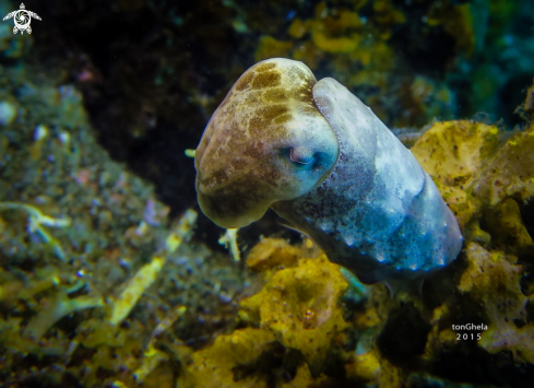 A Dwarf Reef cuttlefish