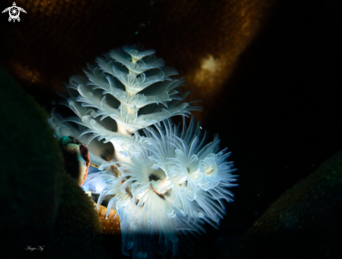 A Christmas tree worm