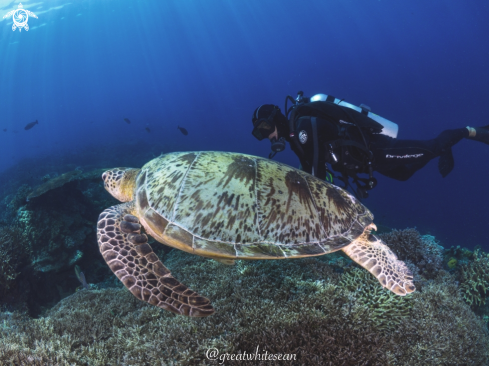 A Chelonia mydas | Green Turtle