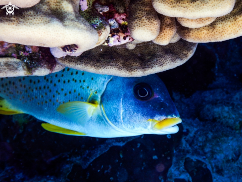 A Blackspotted sweetlips