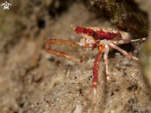 A  Munida pusilla | Common Squat lobster