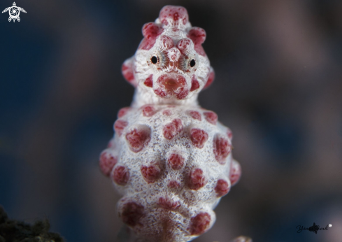 A Bargibanti Seahorse