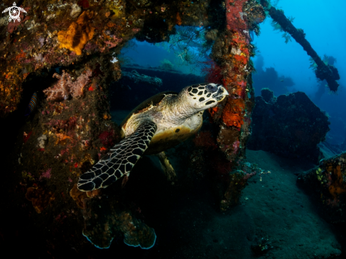 A Hawksbill Turtle