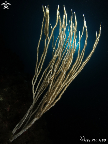 A gorgonia blanca