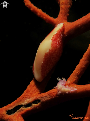 A GORGONIA ROJA