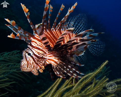 A Lionfish