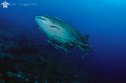 A Whale Shark