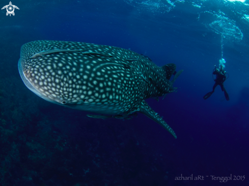 A Whale Shark