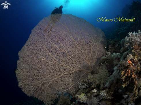 A Gorgonian