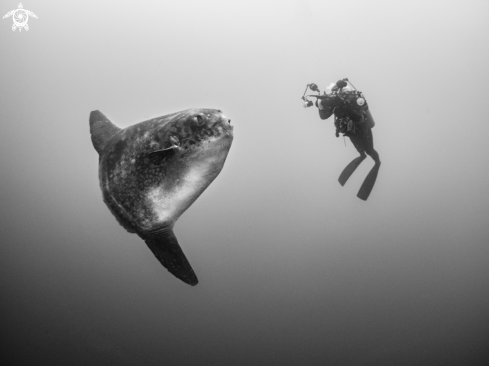 A Southern Ocean Sunfish