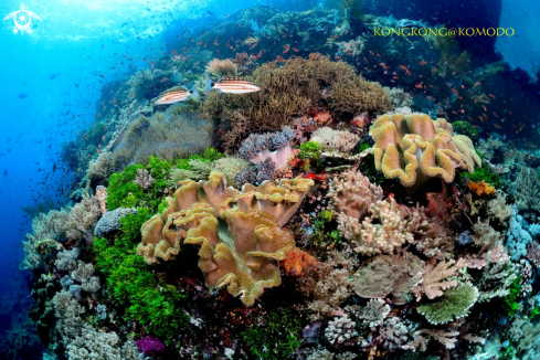 A Coral Reef