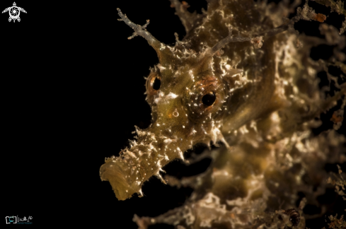 A Hippocampus guttulatus | long-snouted seahorse