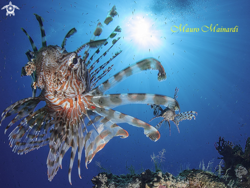 A Lionfish