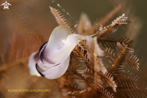 A Sea Slug