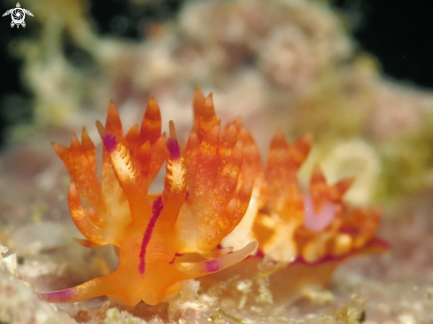 A Flabellina nudibranch