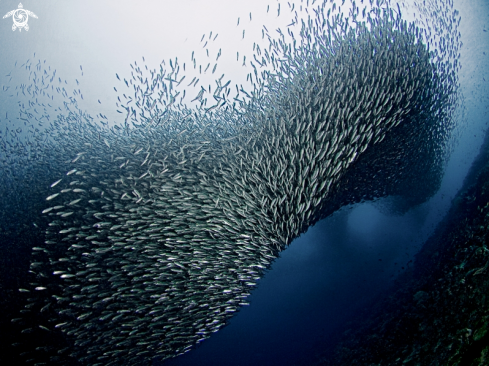 A Sardines