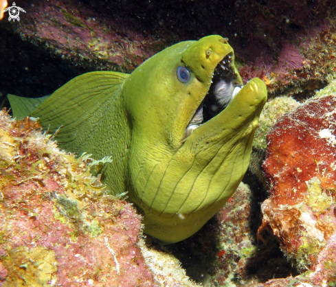 A Green Moray