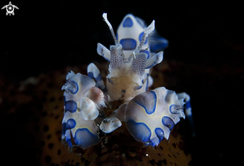 A Harlequin shrimp