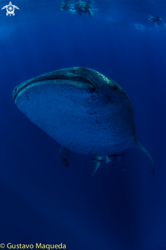 A Rhincodon typus | Tiburón Ballena