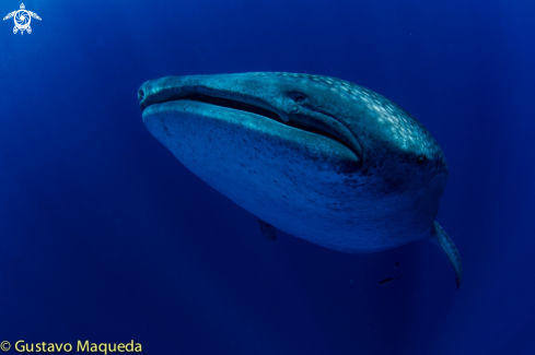 A Tiburón Ballena