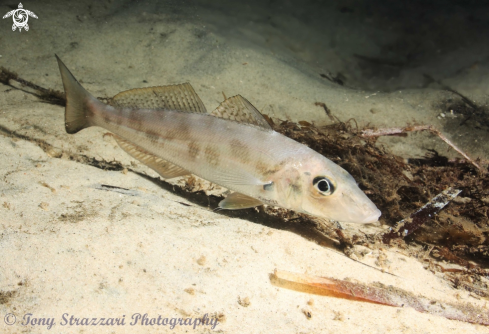 A Trumpter Whiting