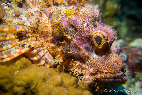 A Scorpion fish