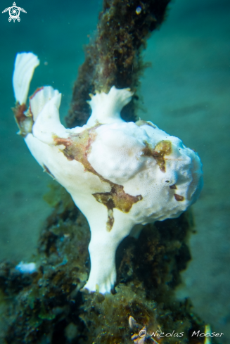 A clown frogfish